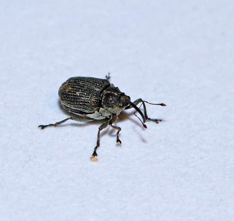 Cabbage Seedpod Weevil (Ceutorhynchus obstrictus).jpg