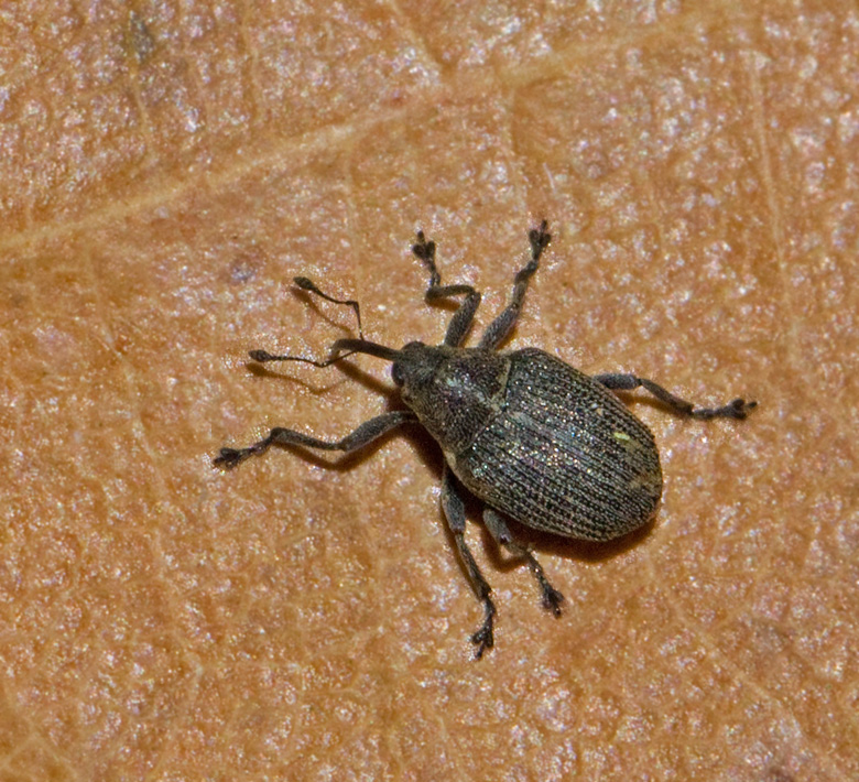 Cabbage Seedpod Weevil (Ceutorhynchus obstrictus).jpg