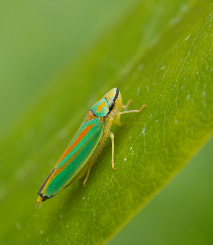 Rhododendron Leafhopper (Graphocephala fennahi).jpg