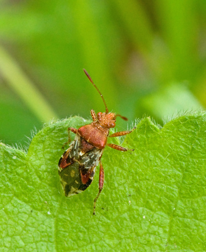 Rhopalid Bugs, Smalkantskinnbaggar (Rhopalidae)