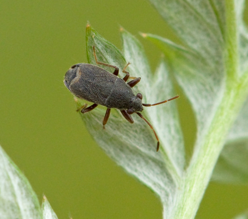 Stygnocoris rusticus.jpg