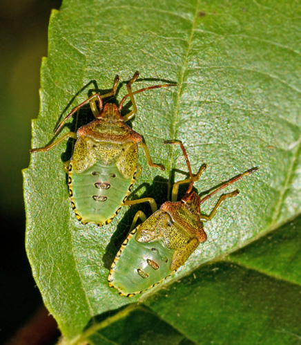 Hagtornsbärfis (Acanthosoma haemorrhoidale).jpg