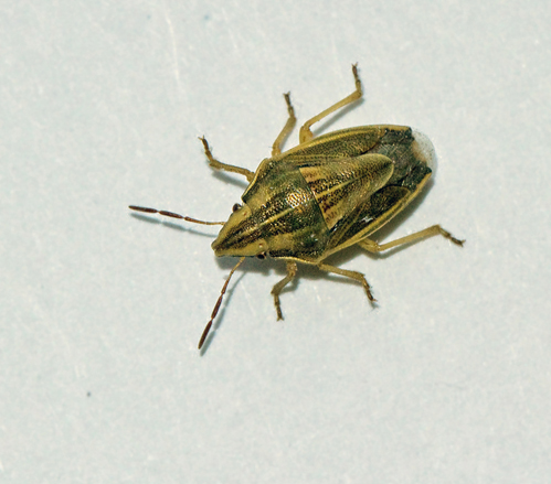 Mindre spetsnsa (Aelia acuminata).jpg