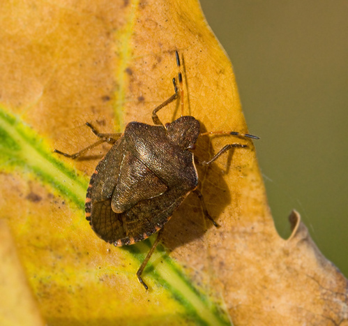 Vårbärfis (Holcostethus vernalis).jpg