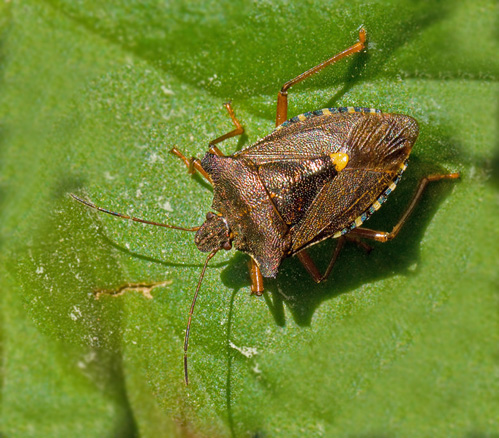 Rdbent brfis  (Pentatoma rufipes) Forest Shieldbug .jpg