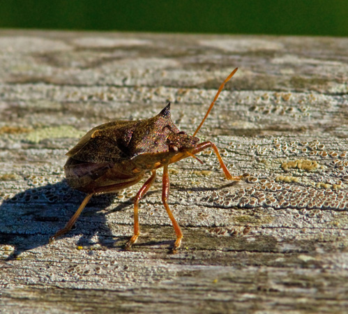 Spetsrovbrfis (Picromerus bidens).jpg