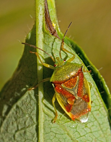 Större björkbärfis (Elasmostethus interstinctus).jpg