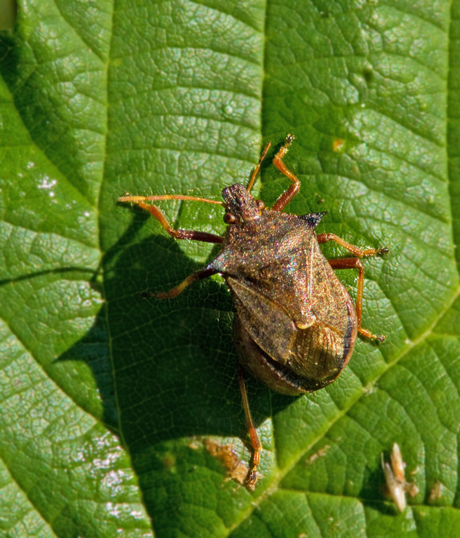 Spetsrovbrfis (Picromerus bidens).jpg