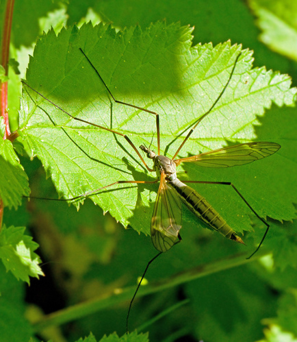 Tipula luna.jpg