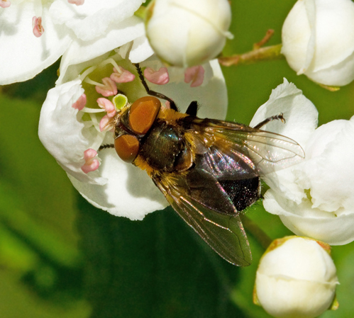 Phasia hemiptera.jpg