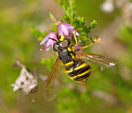 Vlvd getingfluga (Chrysotoxum arcuatum).jpg