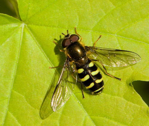 Dasysyrphus hilaris or venustus.jpg