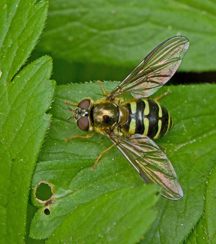 Dasysyrphus venustus or hilaris.jpg
