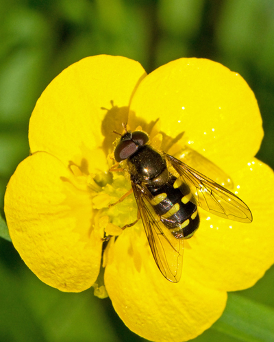 Dasysyrphus venustus or hilaris.jpg