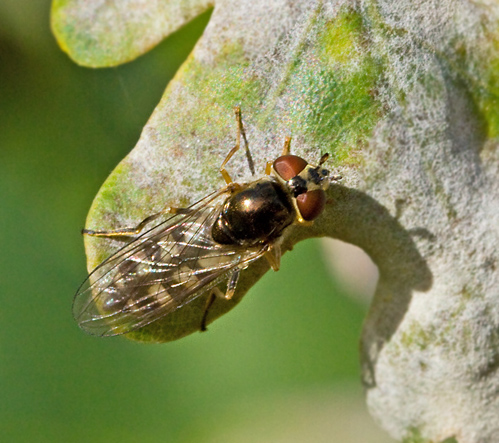 Fotblomflugor, Platycheirus