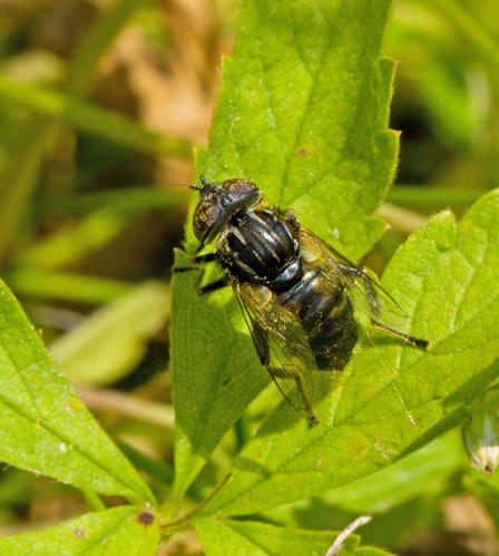 Eristalinus sepulchralis.jpg