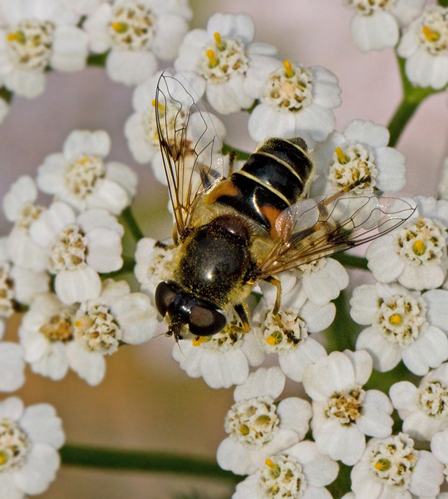 Eristalis pseudorupium.jpg