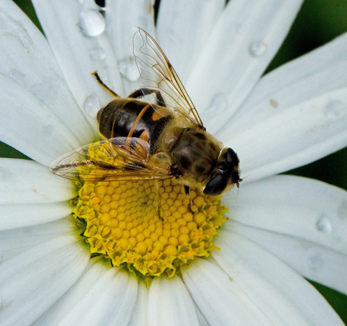 Eristalis tenax.jpg