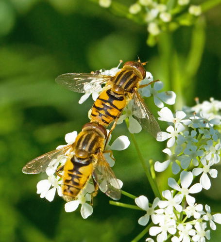 Gul strandblomfluga (Parhelophilus versicolor).jpg