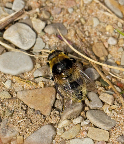 Narcissusblomflugor, Merodon