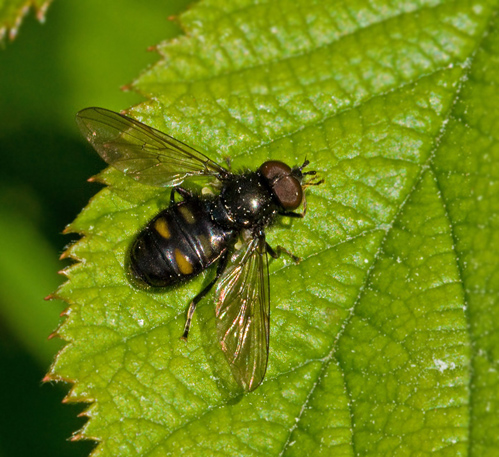 Pipiza quadrimaculata.jpg