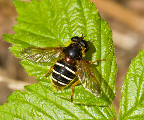 Sericomyia lappona.jpg