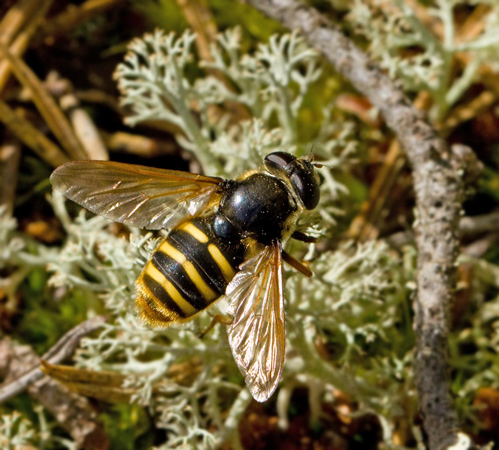 Sericomyia silentis.jpg