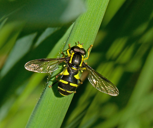 Bredkilblomfluga (Xanthogramma pedissequum).jpg