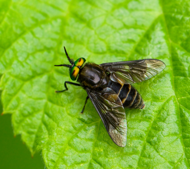 Chrysops sepulcralis.jpg