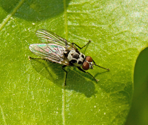 Blomsterflugor, Anthomyiidae