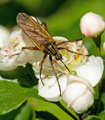 Empis tesellata.jpg