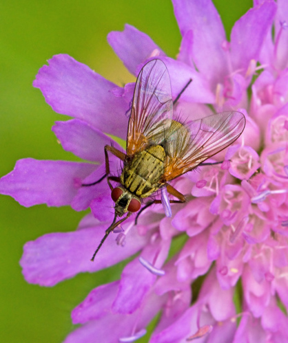 House Flies, Husflugor, Muscidae