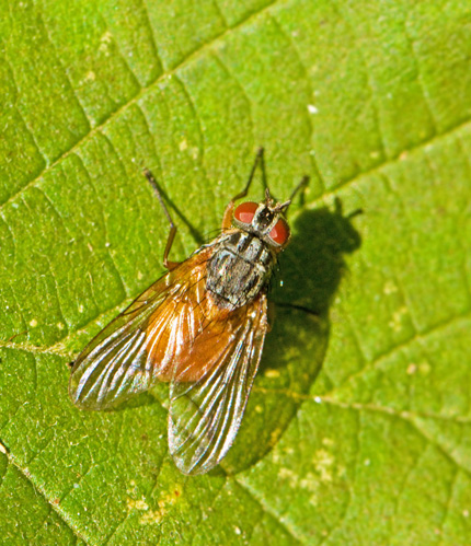 Phaonia subventa.jpg