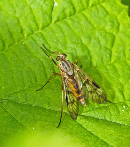 Rhagio scolopaceus.jpg