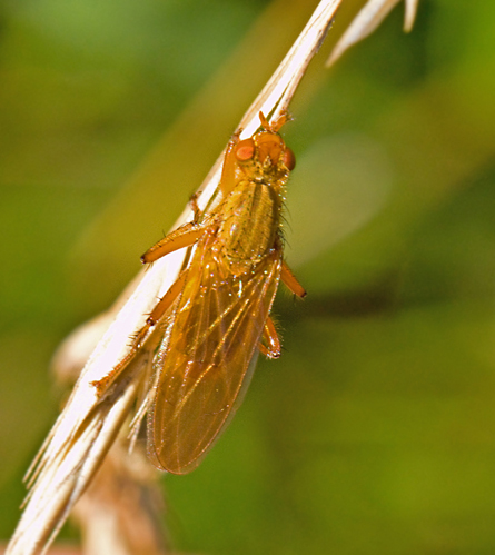 Scathophaga scybalaria.jpg