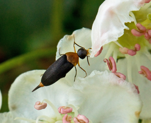 Rdbukad gaddbagge (Mordellochroa abdominalis).jpg