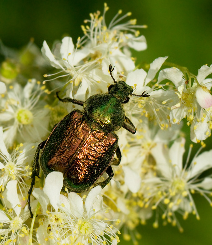 Noble Chafer, Ädelguldbagge (Gnorimus nobilis).jpg