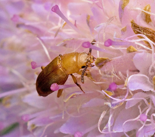 Antherophagus pallens3.jpg