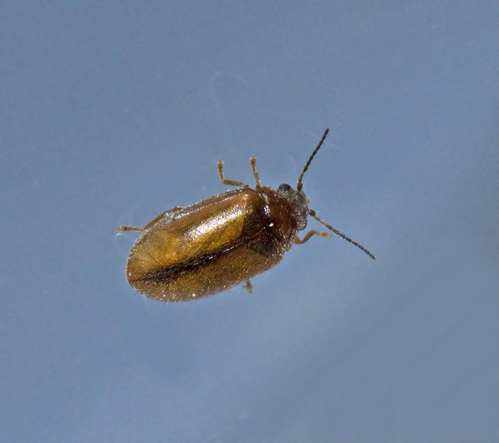 Scirtidae, Mjukbaggar