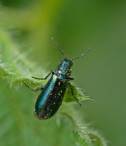 Melyridae, Borstbaggar