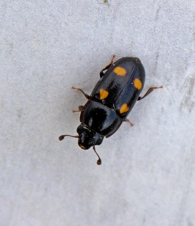 Nitidulidae, Glansbaggar