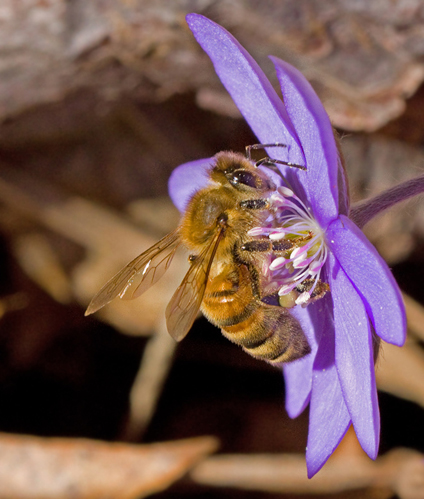 Honungsbi, Western Honey Bee (Apis mellifera).jpg