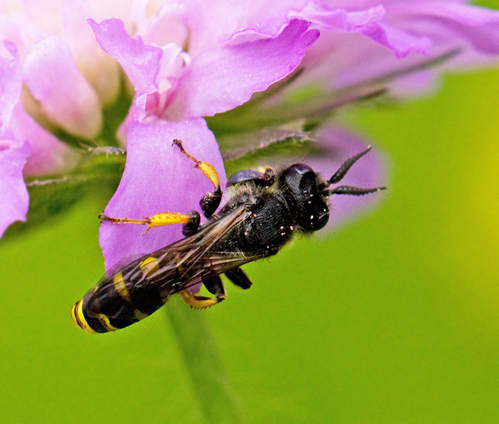 Crabro cribrarius.jpg