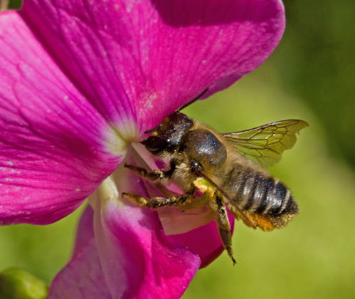 Megachilidae, Buksamlarbin