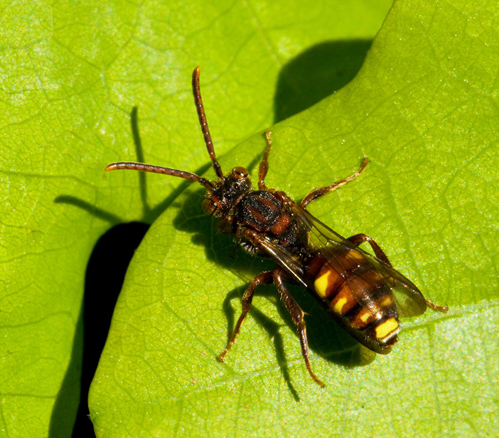 Nomada panzeri.jpg