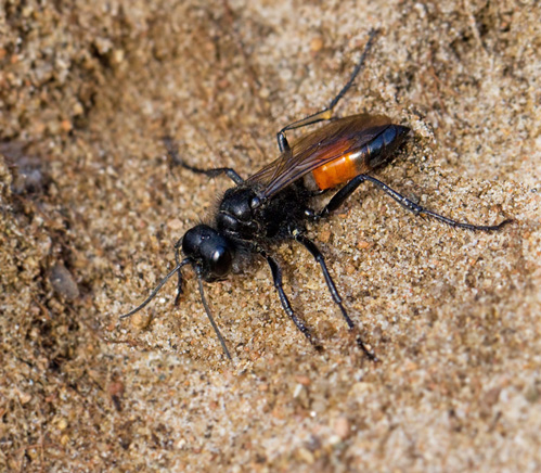 Spider Wasp (Podalonia hirsuta).jpg