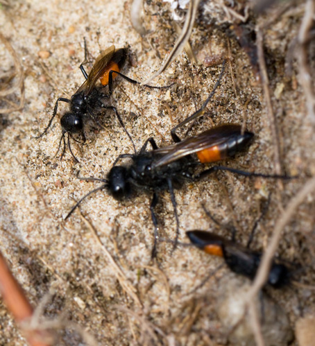 Spider Wasp (Podalonia hirsuta).jpg