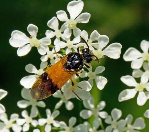 Arge cyanocrocea, Bramble Sawfly, Borsthornstekel  .jpg