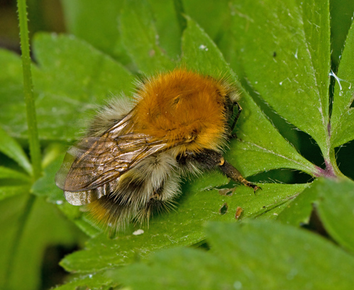 Common Carder Bee, kerhumla (Bombus pascuorum).jpg