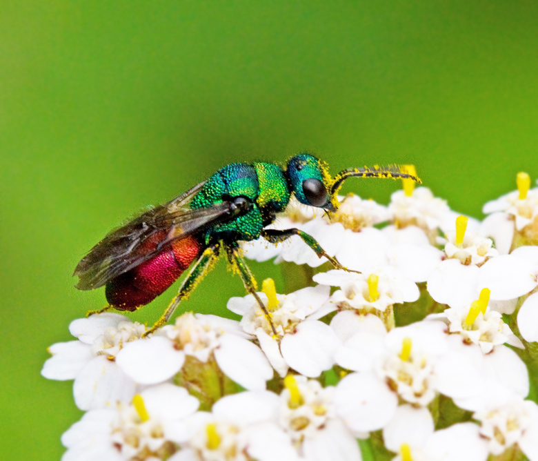 Jewel Wasp, Guldstekel (Chrysis ignita coll).jpg